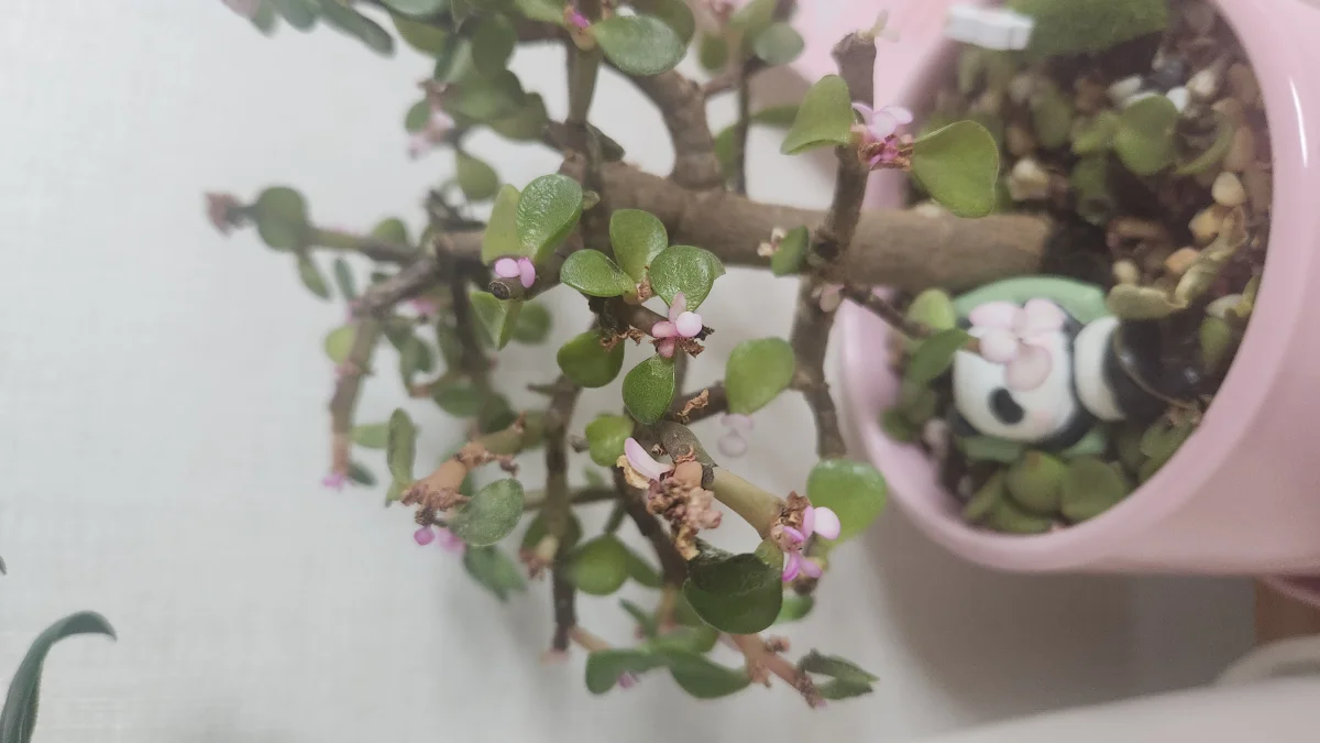 식물 사진