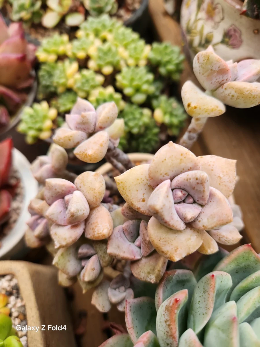 식물 사진