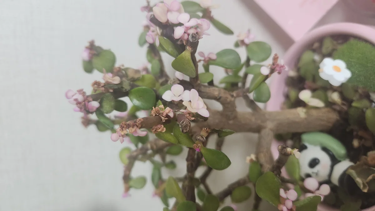 식물 사진
