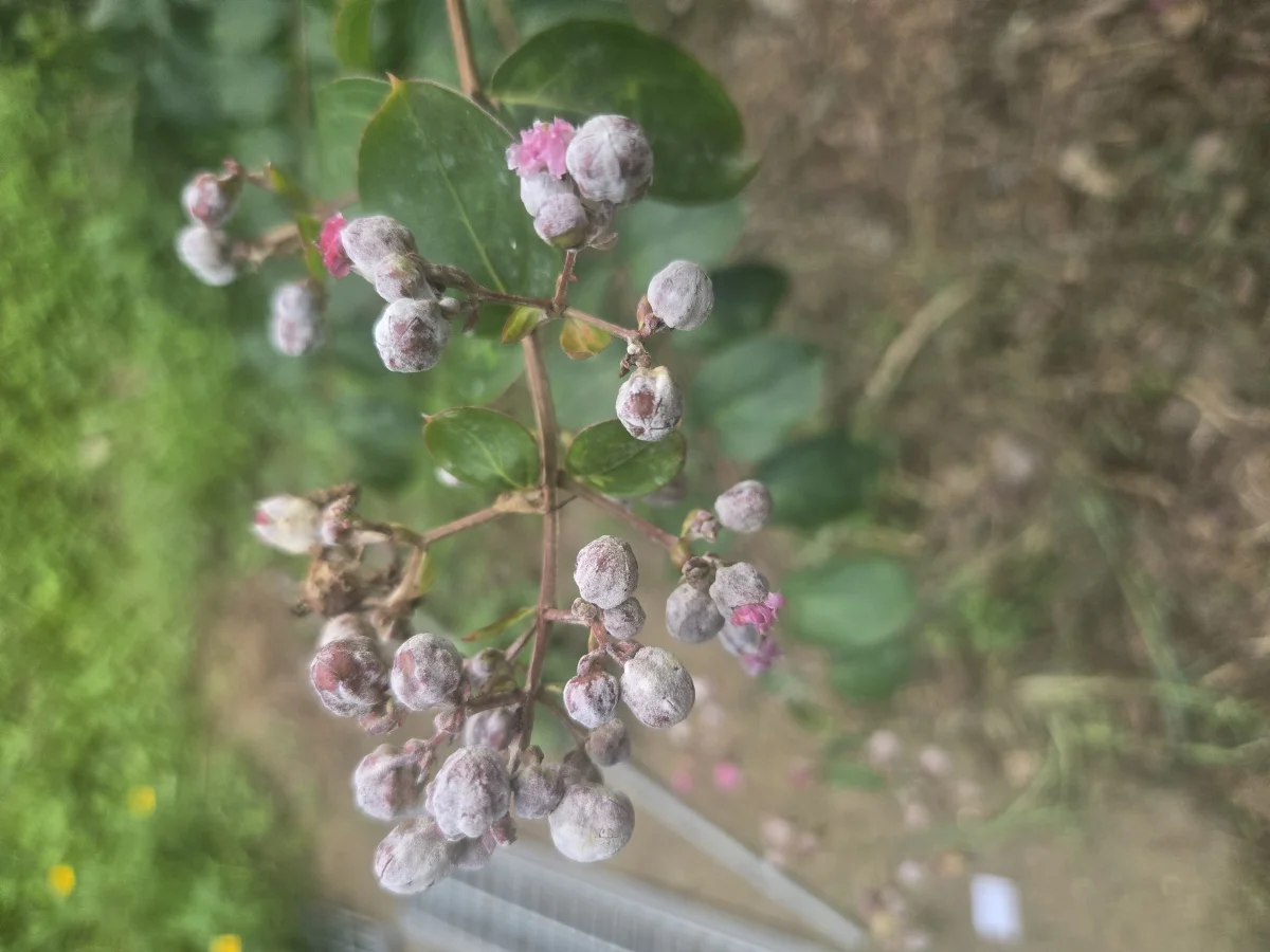 식물 사진