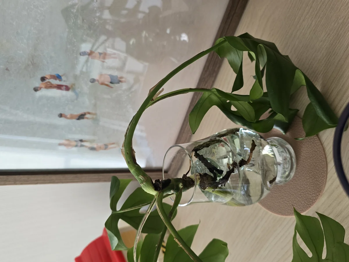 식물 사진