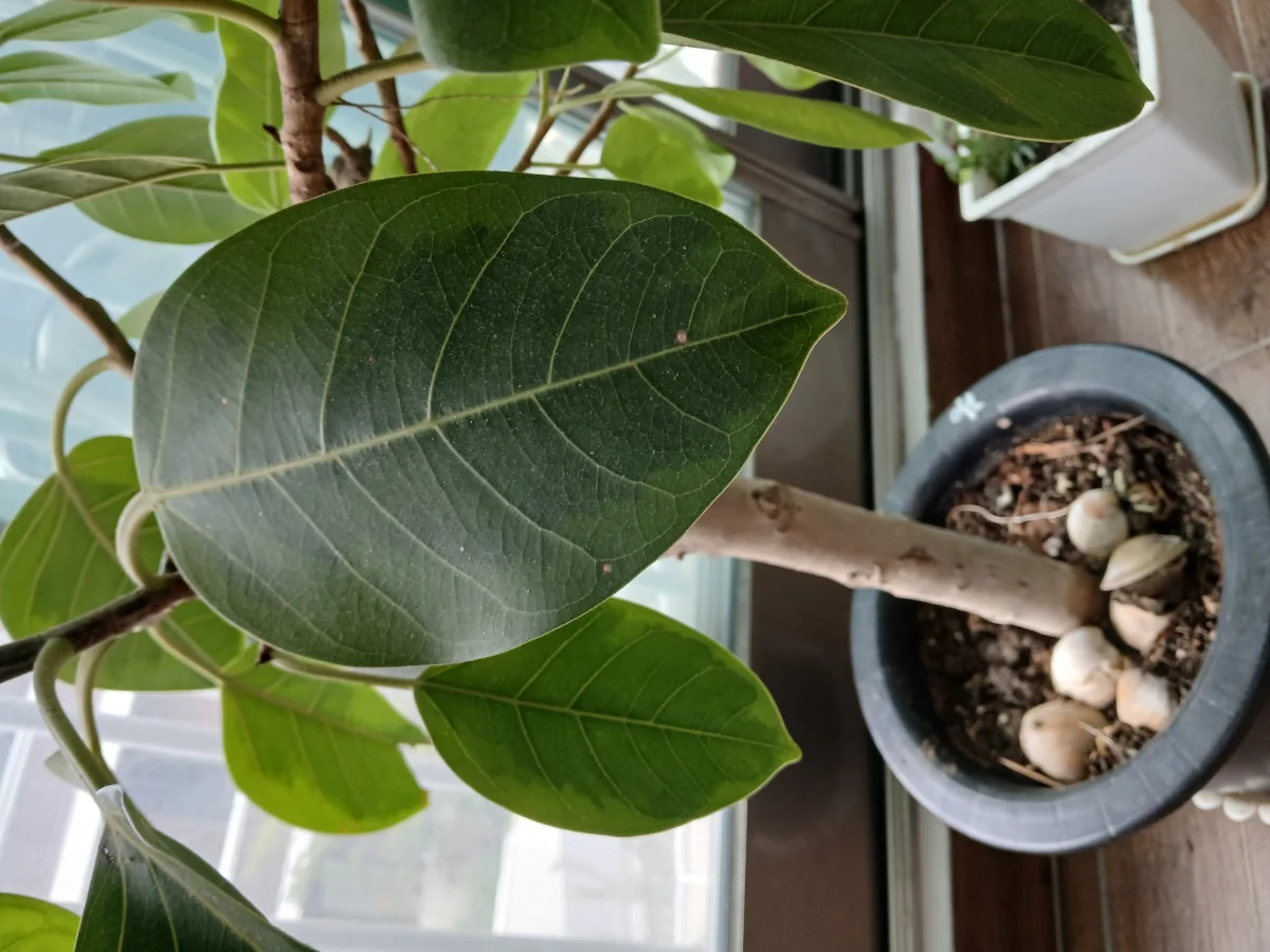 식물 사진