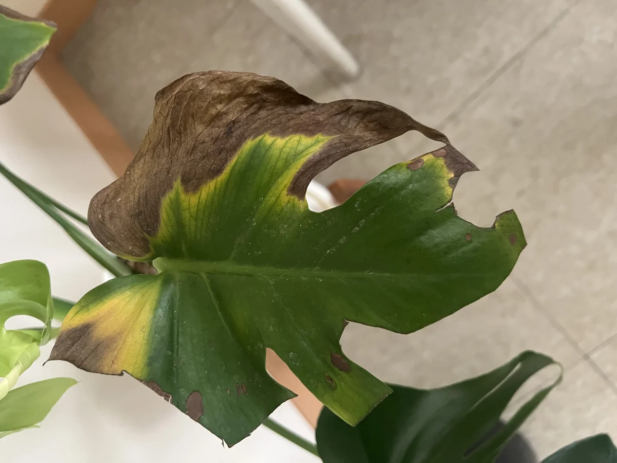 식물 사진