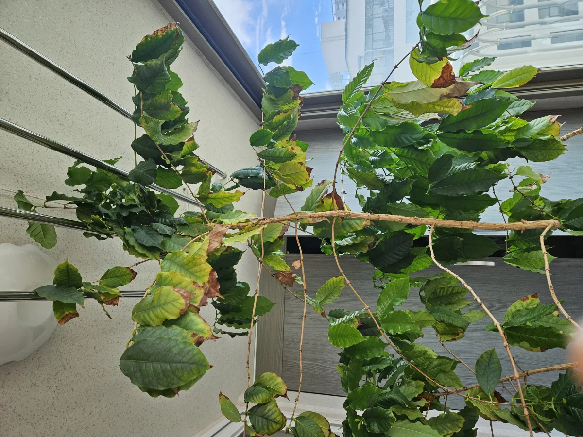 식물 사진