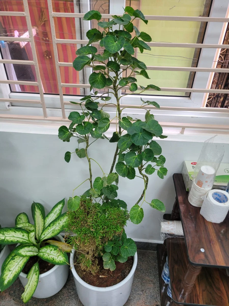 식물 사진