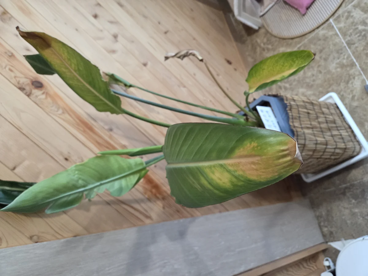식물 사진