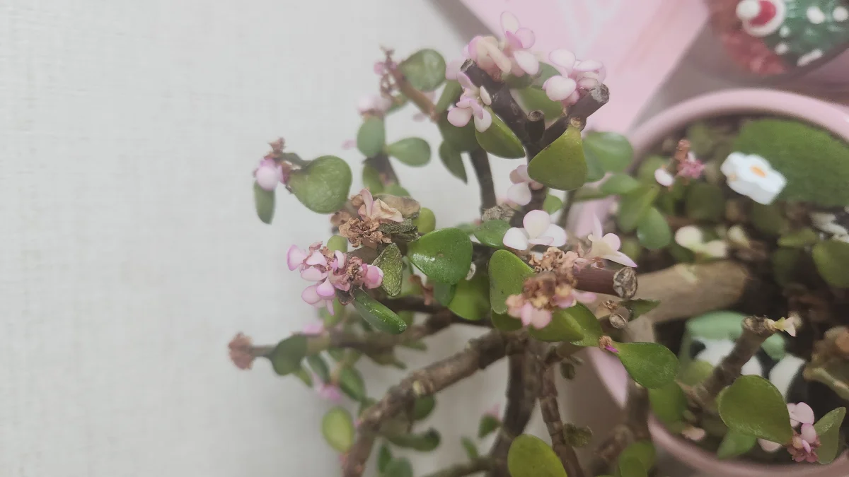 식물 사진