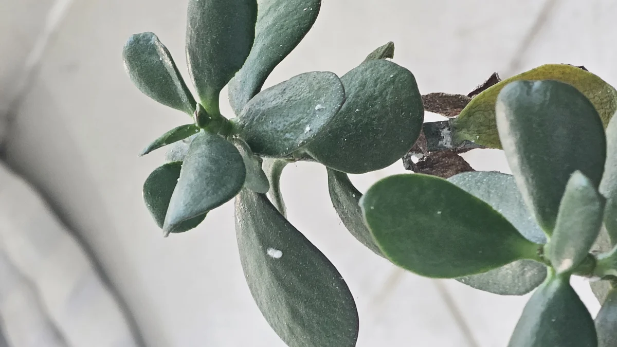식물 사진