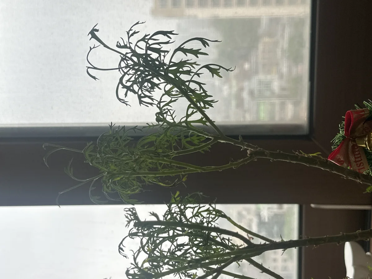 식물 사진