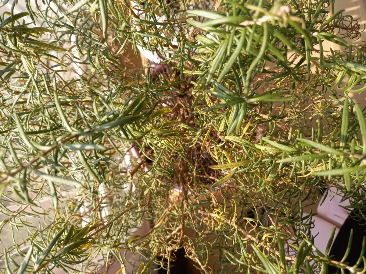 식물 사진