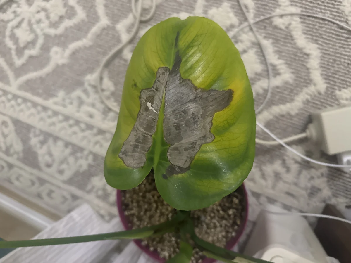 식물 사진