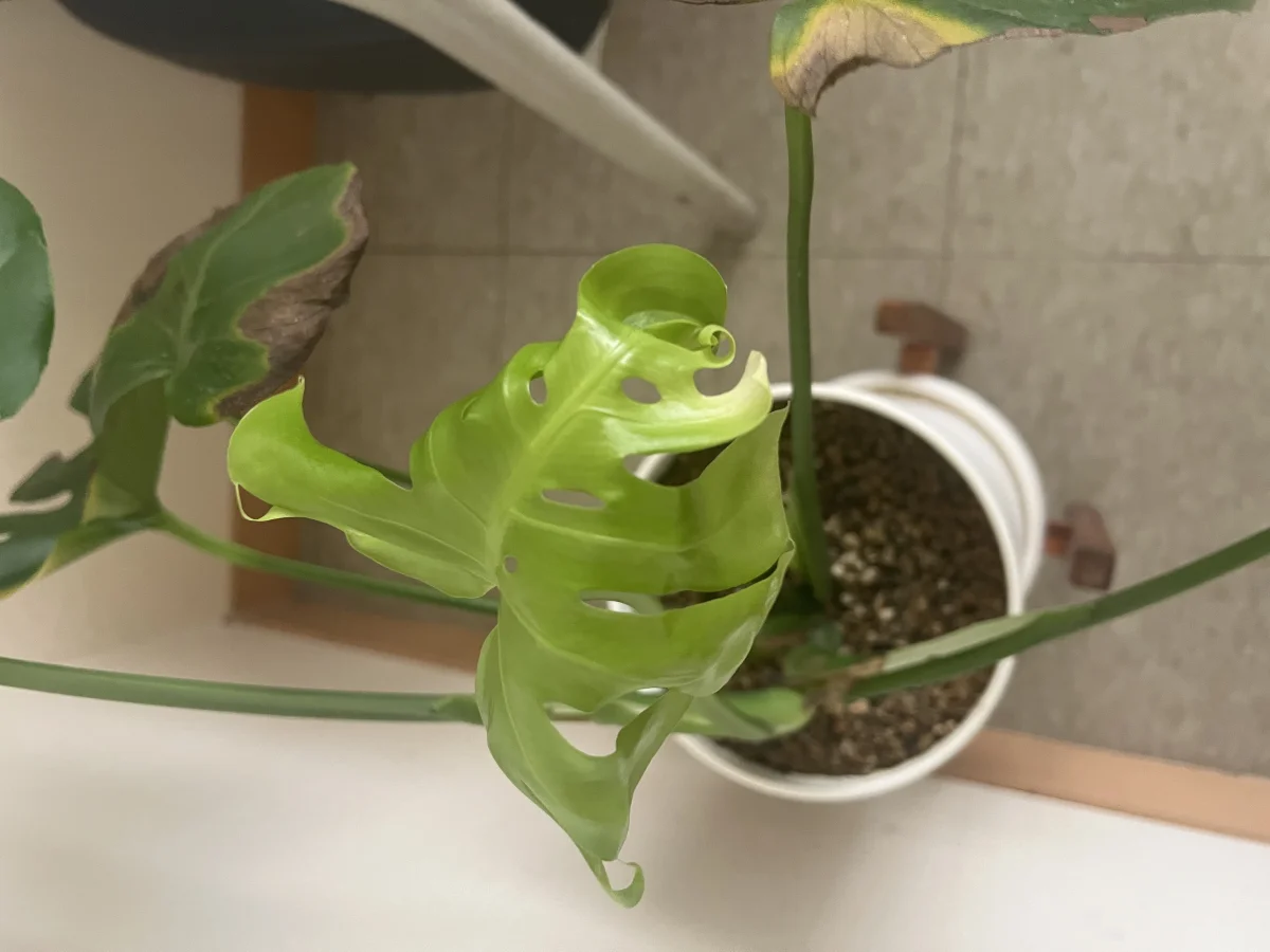 식물 사진